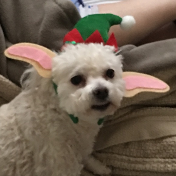 COPY - 5โญ๏ธ fast shipping Posh ambassador Raytchell - Picture 14 of 15